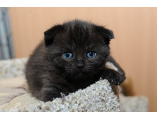 ������� ����