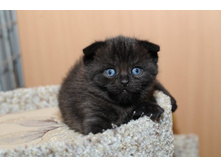 ������� ����