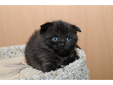 ������� ����