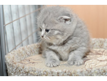 ������� ����������