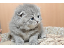 ������� ����������