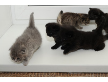 ��� ������