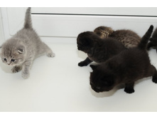 ��� ������