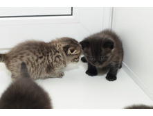 ������� ��������� � ������� ������