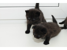 ������� ������ � ������� ����