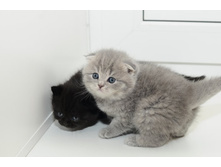 ������ � ������� ����������