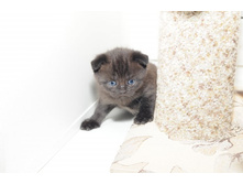 ������� ����