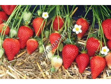 ��������� ������� �������  36�