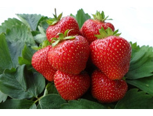 ��������� ������� ������ 36h