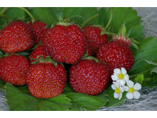 ��������� ������� ������� 36�