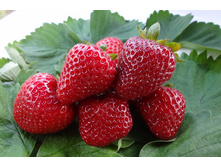 ��������� ������� ������� 42�.