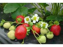 ��������� ������� ������� 49� 