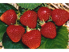 ��������� ������� ������ ������� 36�.