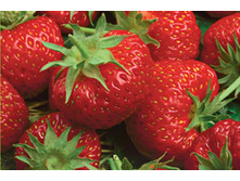 ��������� ������� ����������� ������� 36�