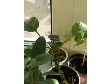 ���������