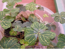 ������� ���������