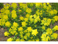 ������� ��������������