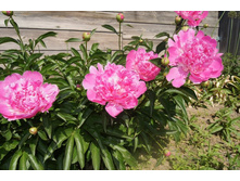 ���� �������