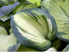 ����� Eskimo Pie