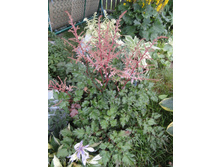 ��������   ������ ����  Delft Lace  �� 80 ���.  ���� 4 ����� !!!!!