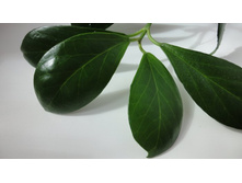 OBSCURA white - fragrant