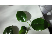ciliata