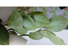 elliptica