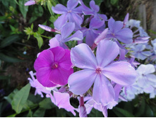 ����� ���������