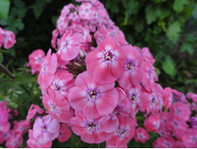 �����  ������� ����