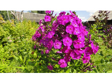 ����� ����