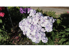 ����� �������