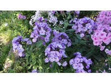 ����� ��������� ���