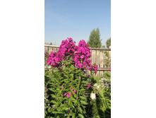 ����� ����