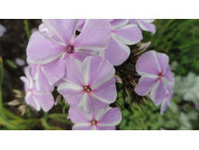 ����� �� �� ���