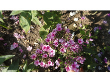 ����� ���� �����