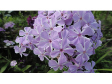 ����� �� �� ���