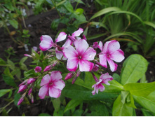 ����� ���� ����� 