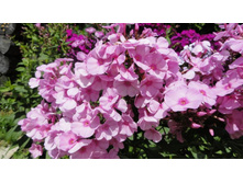 ����� ���� ���� - Pinky Hill