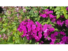 ����� ����