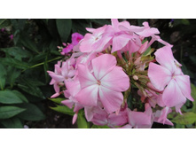 ����� ��������� ����