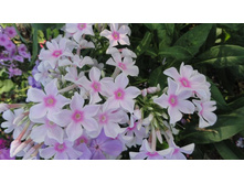 ����� ���� ������ 