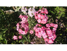 ������ ������� � ����� ������.....