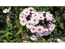 ����� ������������