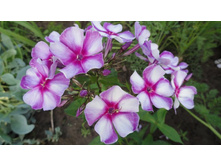 ����� ������