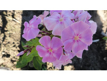 ����� ��������....