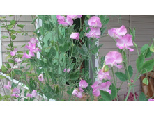 SAM_0889.JPG