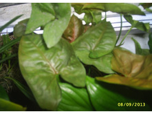 ��������� Butterfly Allusion � ��������� 'Candy'