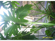 ����������� �������