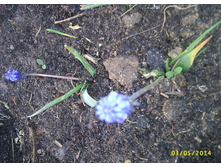 ������� ��� ������� �������� (������� ���)