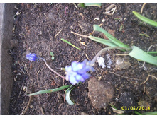 ������� ��� ������� �������� (������� ���)